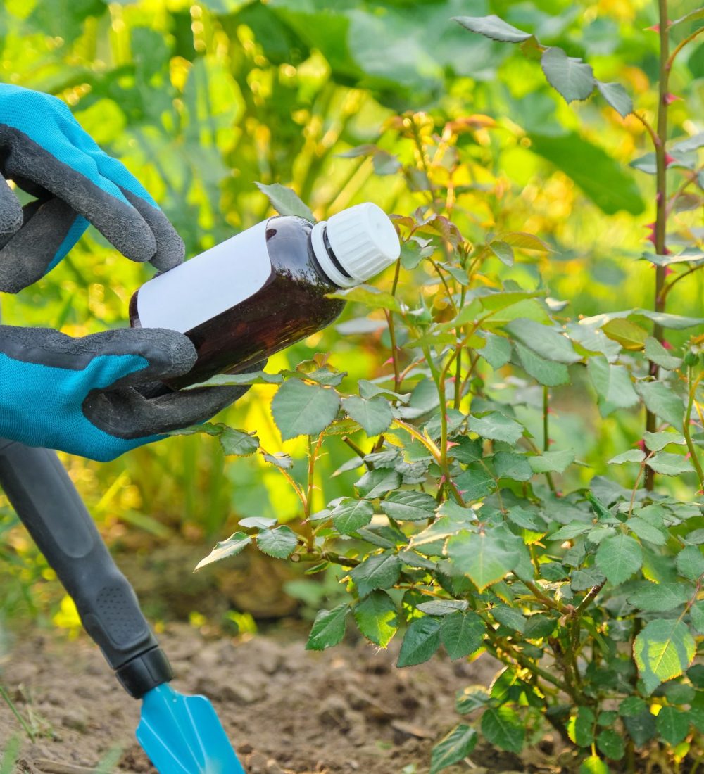 spring-work-in-the-garden-bottle-of-chemical-fert-2023-11-27-04-53-12-utc (1)